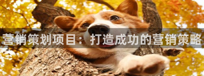 必赢网址手机主页打不开