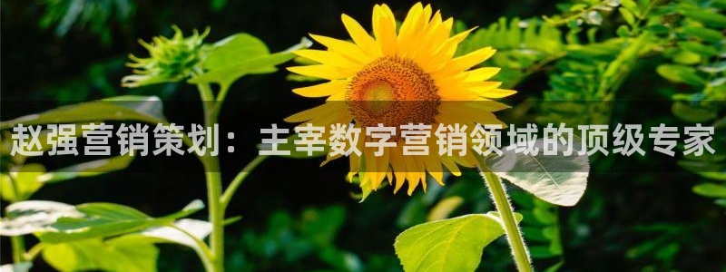 必赢国际的网站多少