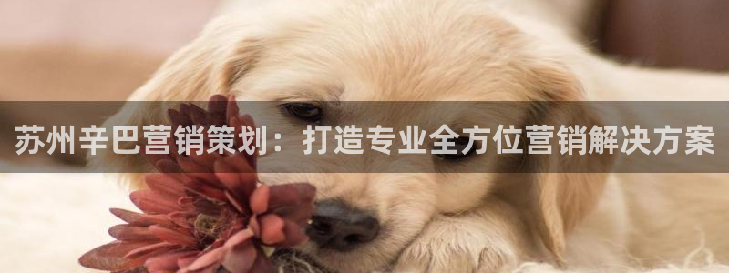 必赢平台网站多少：苏州辛巴营销
